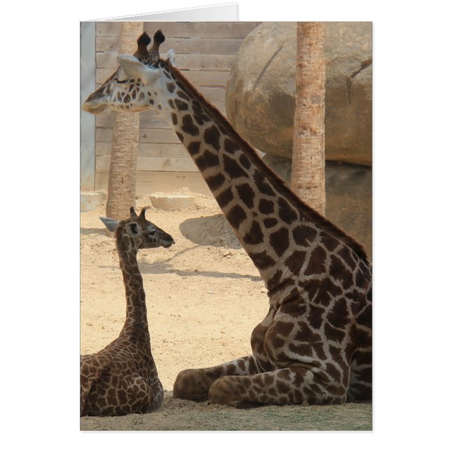 Zooserien, Baby Giraffen und Mama (Vorne)