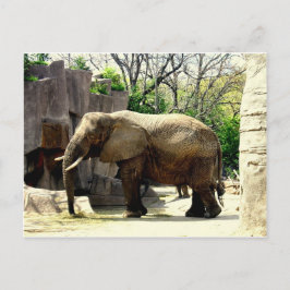 Zootiere Postkarte