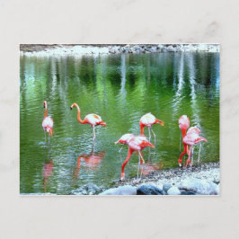 Zootiere Postkarte