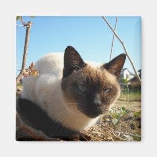 Zornige Miezekatze Magnet