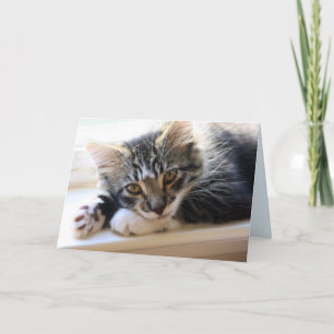 Zorro durch die Jubiläumskarte des Fensters Karte