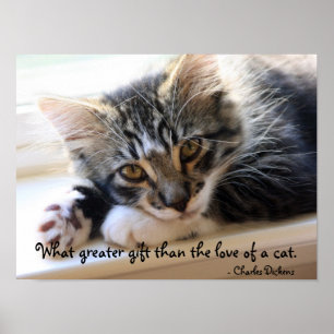 Zorro Kätzchen durch das Fenster-Plakat Poster