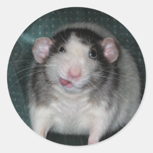 Zorro Runder Aufkleber