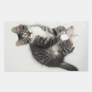 Zorro und seine Mauskleber Rechteckiger Aufkleber