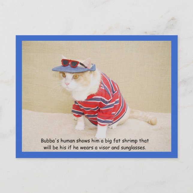 Zu Cool Bubba Kitty Postkarte (Vorderseite)