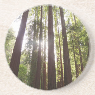 Zu den Redwoods am Morgen Getränkeuntersetzer