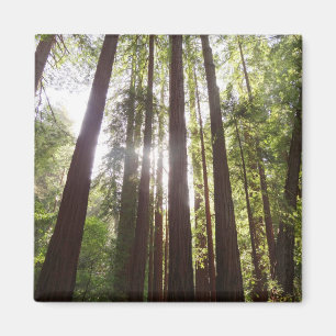 Zu den Redwoods am Morgen Magnet