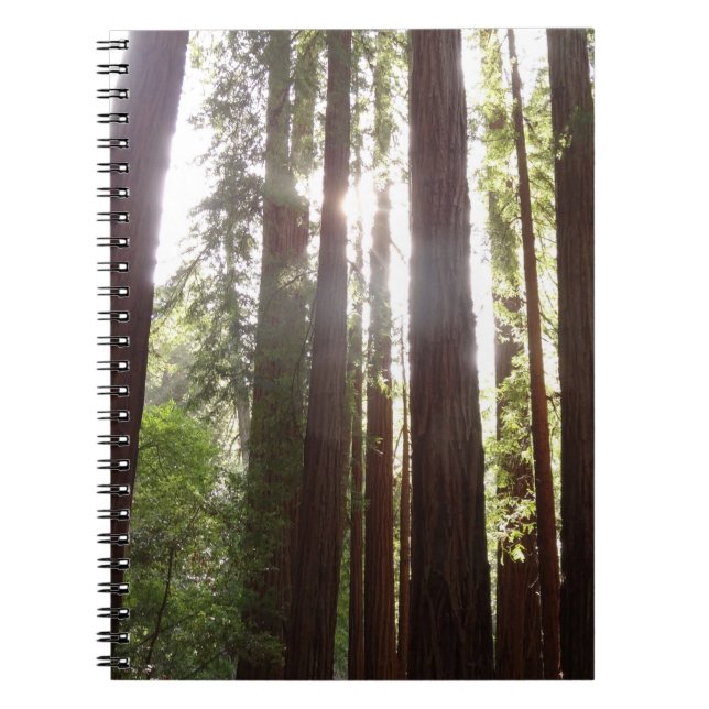 Zu den Redwoods am Morgen Notizblock (Vorderseite)