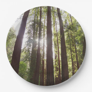Zu den Redwoods am Morgen Pappteller