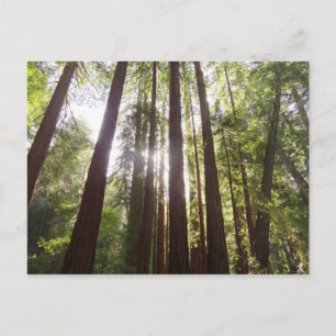 Zu den Redwoods am Morgen Postkarte