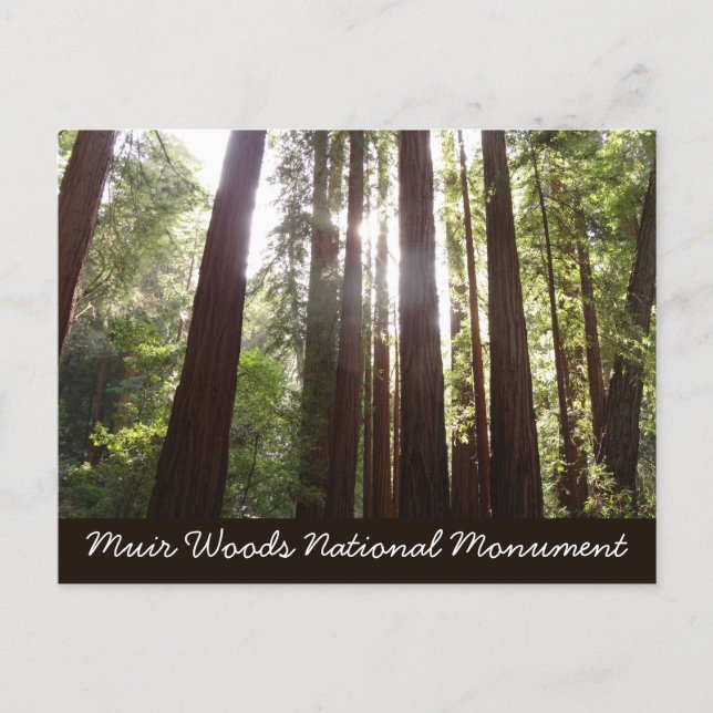 Zu den Redwoods am Morgen Postkarte (Vorderseite)