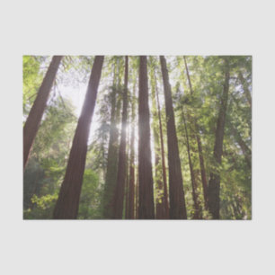Zu den Redwoods am Morgen Seidenpapier