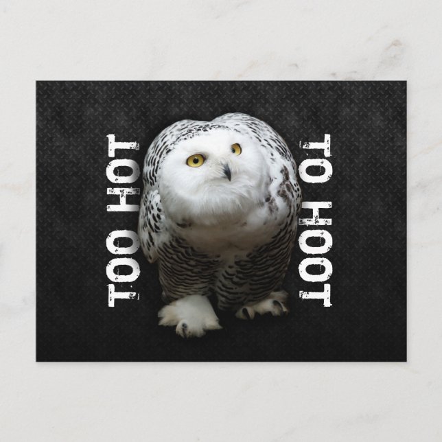 Zu heiß bis zum Hoot Postkarte (Vorderseite)
