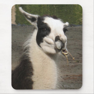Zu Mittag essendes Lama Mousepad