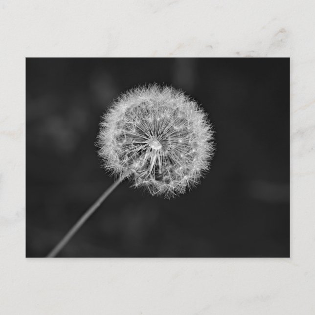 Zu Saatgut übergegangen Postkarte (Vorderseite)