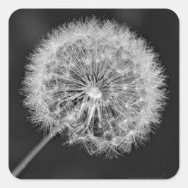 Zu Saatgut übergegangen Quadratischer Aufkleber