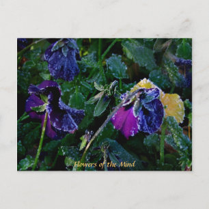 Zubereitete Pansy, Blume des Geistes Postkarte