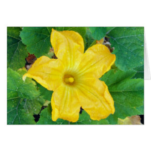 Zucchini-Blume