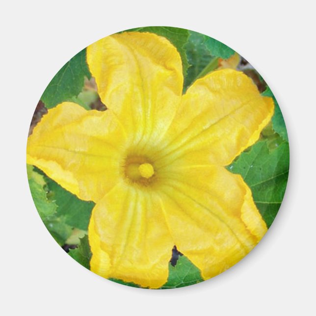 Zucchini-Blume Magnet (Vorne)