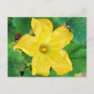 Zucchini-Blume Postkarte