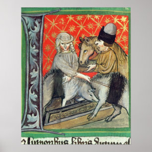 Züchtende Schweine und Pferde Poster