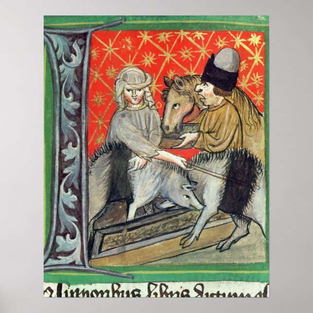 Zuchtschweine und -pferde poster (Vorne)