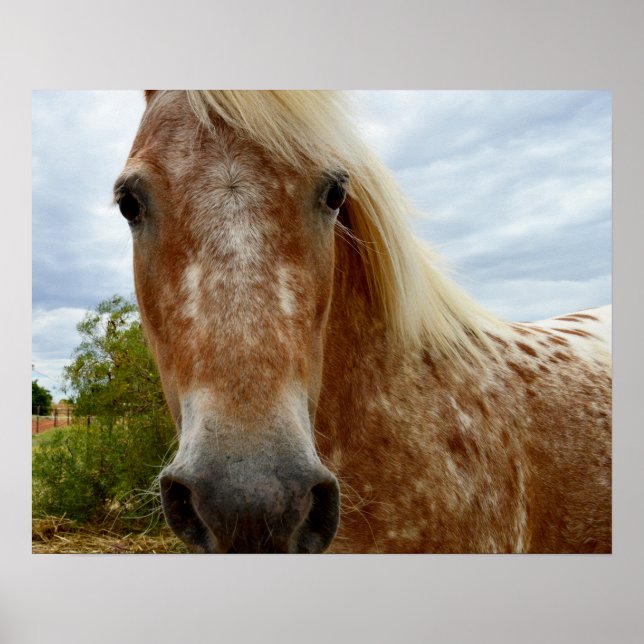 Zucker das Appaloosa Pferd, Poster (Vorne)