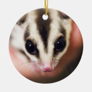Zucker-Glider-Ornament Keramikornament