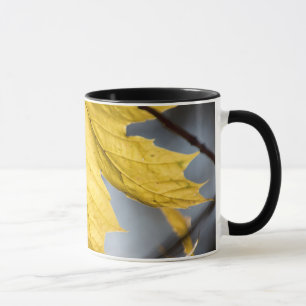 Zuckerahorn, Herbst Tasse
