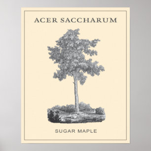 Zuckerahornbaum mit Vintage-Illustration Poster