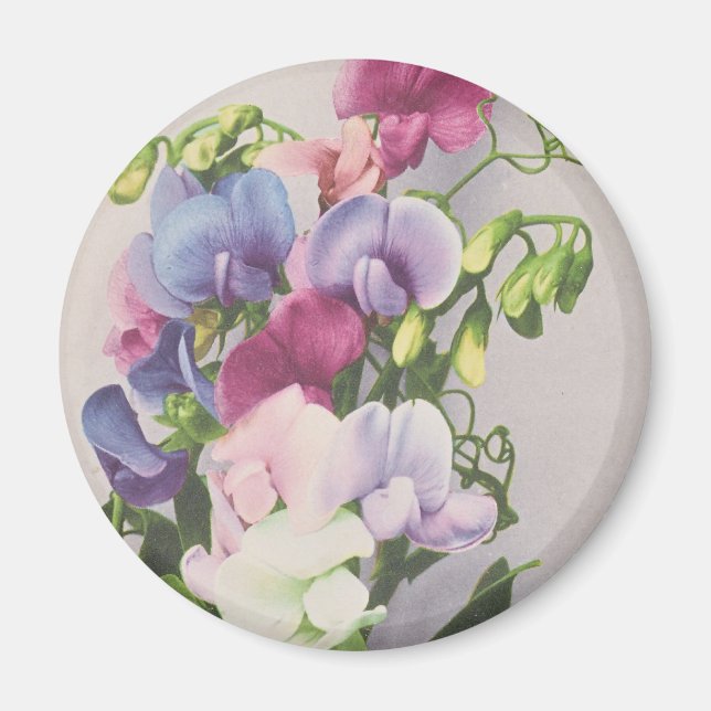 Zuckererbse 1907 magnet (Vorne)