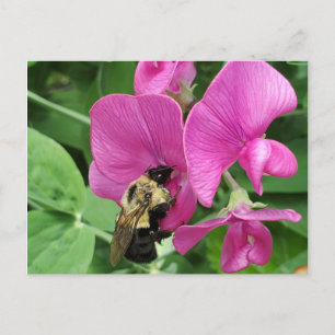 Zuckererbse und Bienenpockkarte Postkarte
