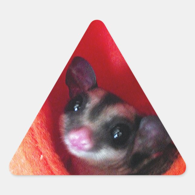 Zuckerglänzer in Orange-Hängepflanze Dreieckiger Aufkleber (Vorderseite)