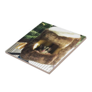 Zuckergleiter im Fellbaum-LKW-Hängebett Fliese