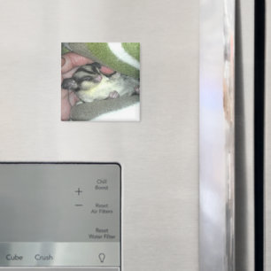 Zuckerkäfer schlafen in Blanket Magnet