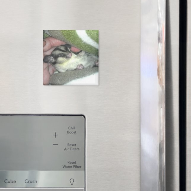 Zuckerkäfer schlafen in Blanket Magnet (In Situ (Kühlschrank))