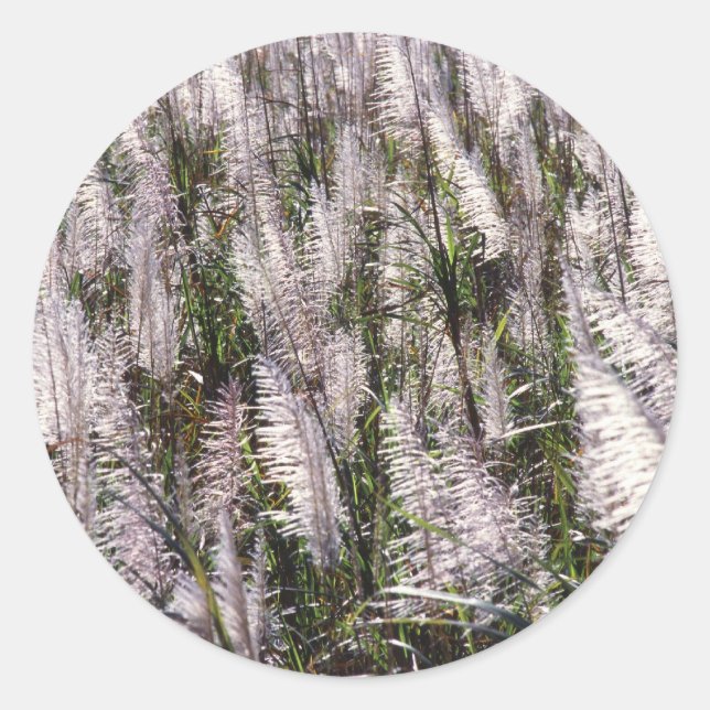 Zuckerrohr Runder Aufkleber (Vorderseite)