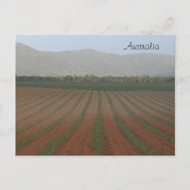 Zuckerrohrfelder — Queensland, Australien Postkarte (Vorderseite)