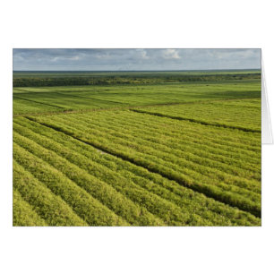 Zuckerrohrplantagen, Guyana