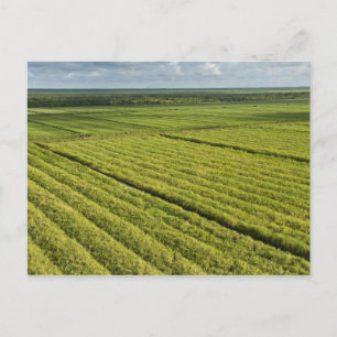 Zuckerrohrplantagen, Guyana Postkarte