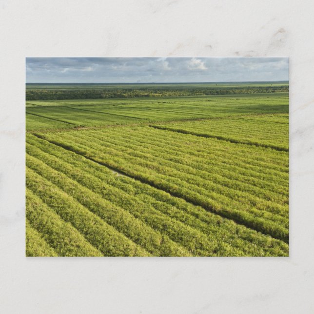 Zuckerrohrplantagen, Guyana Postkarte (Vorderseite)