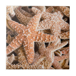 ZuckerStarfish Fliese