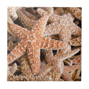 ZuckerStarfish Fliese