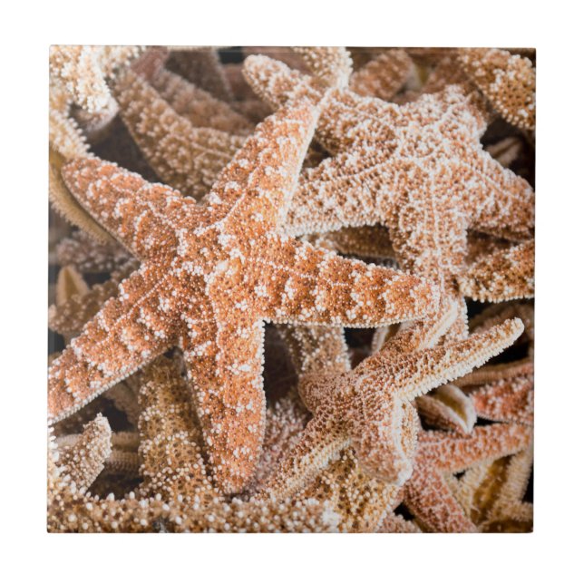 ZuckerStarfish Fliese (Vorderseite)