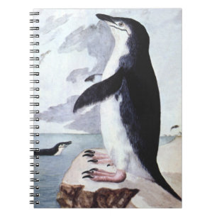 Zügelpinguin, Alte Vögel aus der Antarktis Notizblock