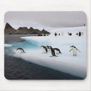 Zügelpinguine Mousepad