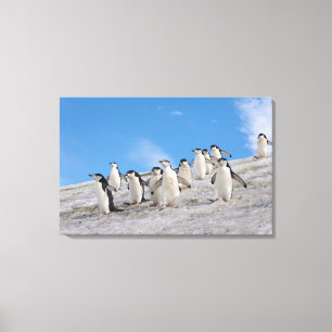 Zügelpinguine   Pygoscelis Antarctica Leinwanddruck