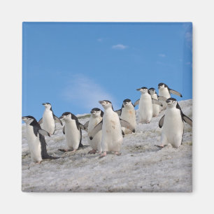 Zügelpinguine Pygoscelis Antarctica Magnet