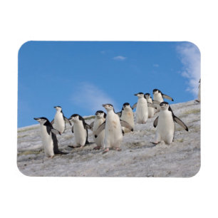Zügelpinguine Pygoscelis Antarctica Magnet
