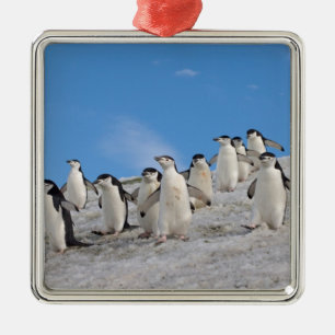 Zügelpinguine Pygoscelis Antarctica Ornament Aus Metall